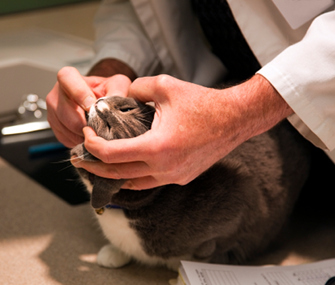Cat Pill Cat Pill